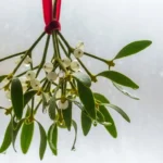 How to Draw a Romantic Mistletoe Tattoo With Festive Detail