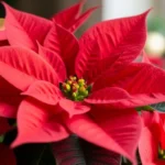 How to Sketch an Elegant Poinsettia Tattoo for Christmas